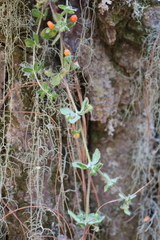 Galium hypocarpium