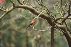 Pyrocephalus rubinus mexicanus