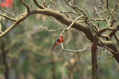 Pyrocephalus rubinus mexicanus