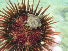 Heliocidaris tuberculata