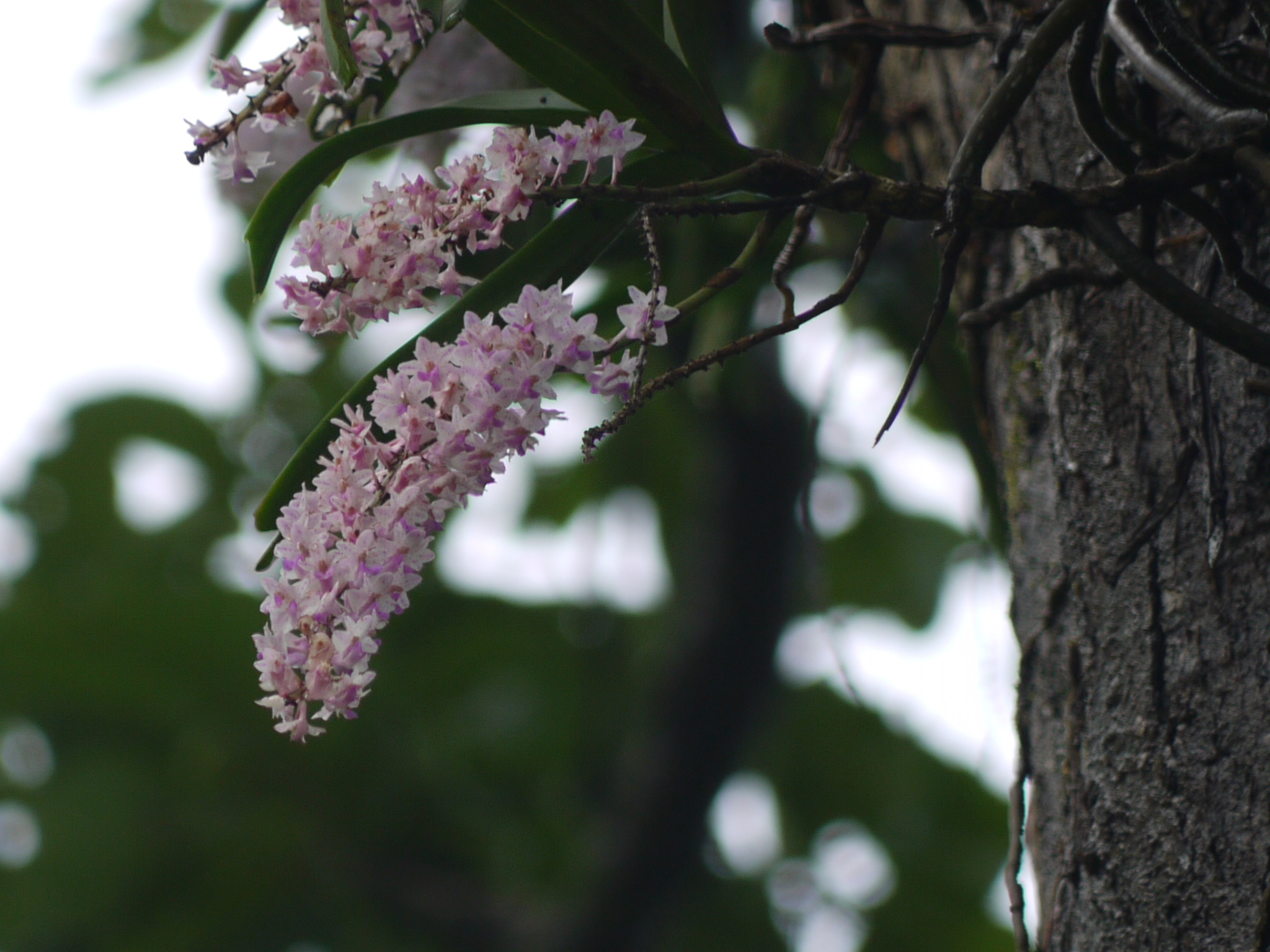 Rhynchostylis retusa (L.) Blume