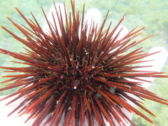 Heliocidaris tuberculata