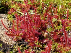 Drosera alba