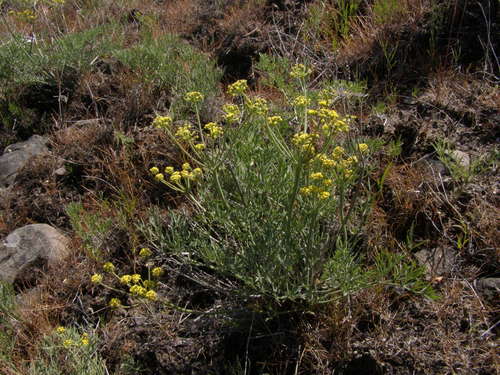 Yakama Biscuitroot (Lomatium tamanitchii)