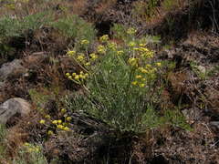 Lomatium tamanitchii
