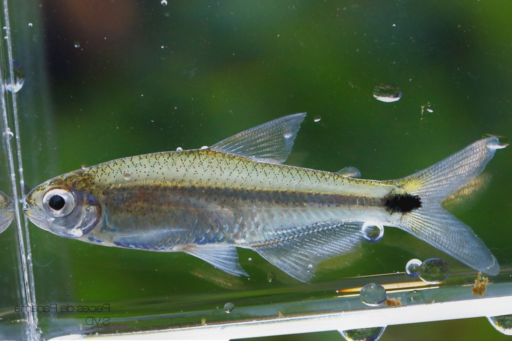 Odontostilbe mitoptera
