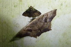 Metalectra viridis image