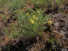 Lomatium tamanitchii