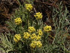 Lomatium tamanitchii