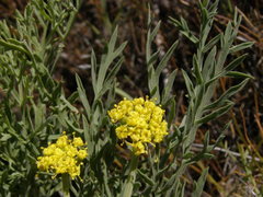 Lomatium tamanitchii