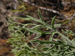 Lomatium tamanitchii