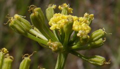 Lomatium tamanitchii