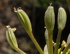 Lomatium tamanitchii