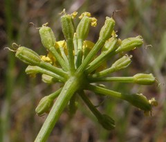Lomatium tamanitchii