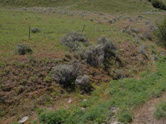 Lomatium tamanitchii