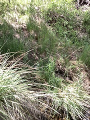 Asclepias fascicularis