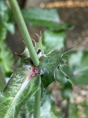 Sonchus
