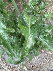 Sonchus