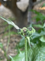 Sonchus