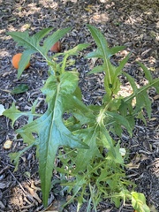 Sonchus