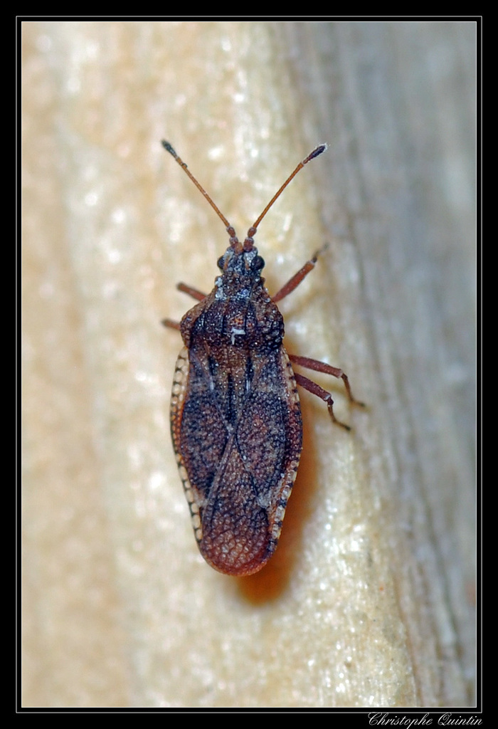 hawthorn lacebug
