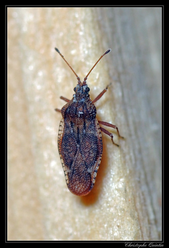 hawthorn lacebug