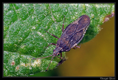 hawthorn lacebug