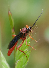 Ichneumon cupitus