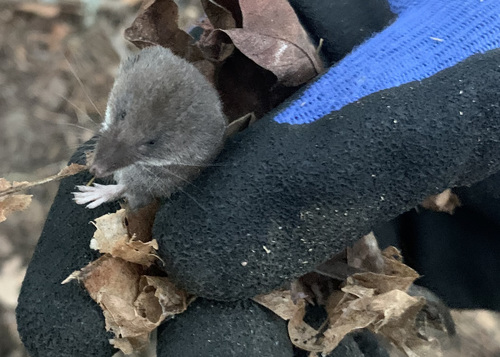 Trowbridge's Shrew