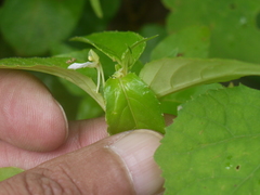 Impatiens minor