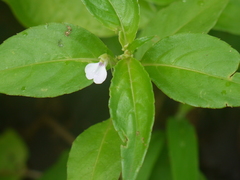 Impatiens minor