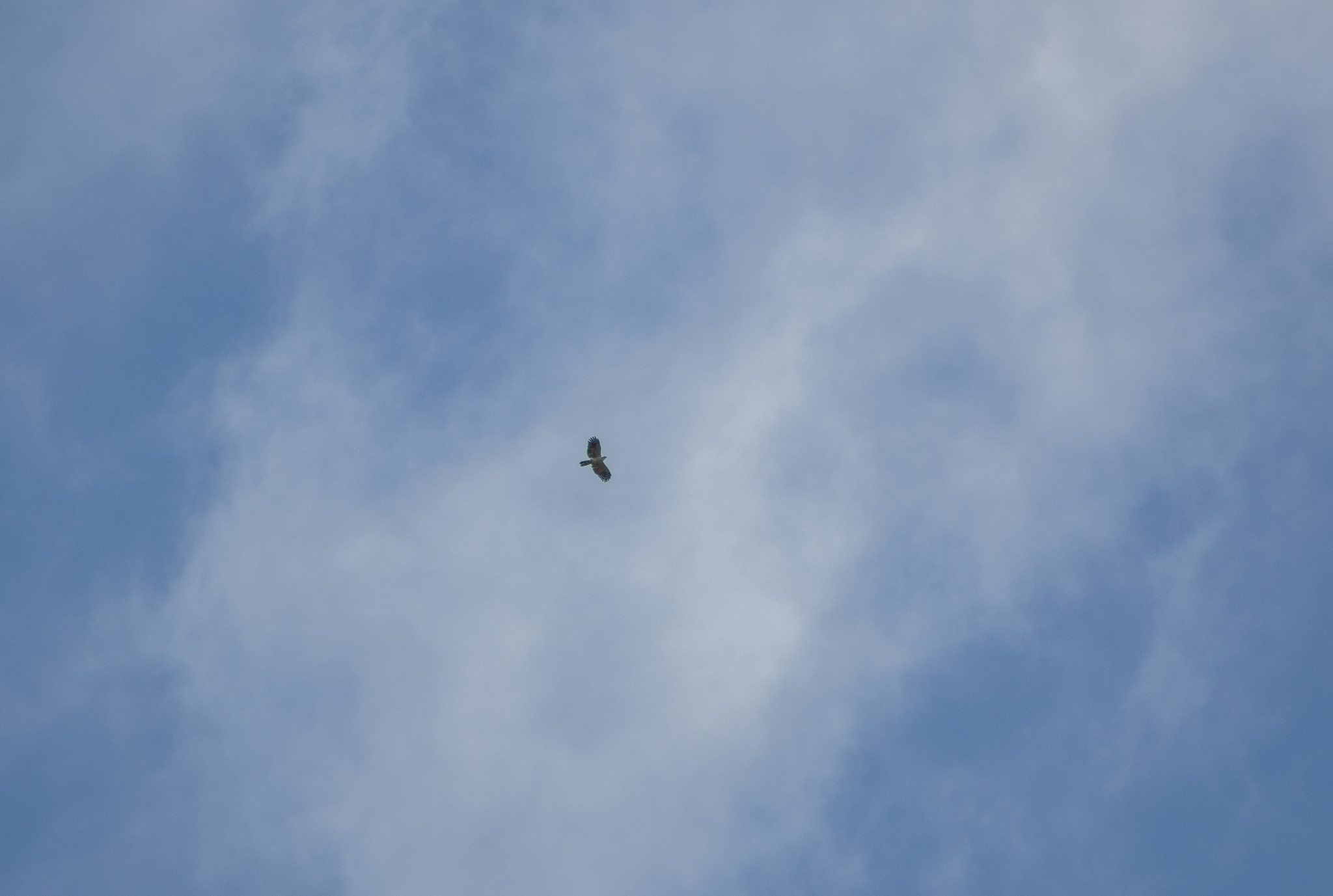White-collared Kite (Leptodon forbesi), photo 4