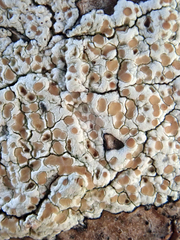 Lecanora kohu