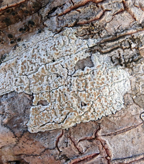 Lecanora kohu