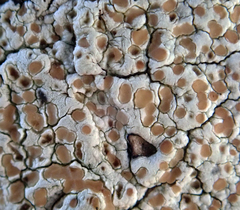 Lecanora kohu