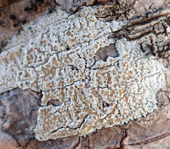 Lecanora kohu