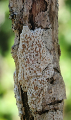Lecanora kohu