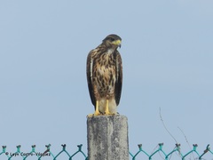 Parabuteo unicinctus