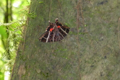Coronidia canace