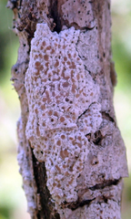 Lecanora kohu