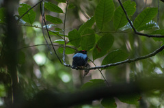 Chiroxiphia pareola
