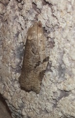 Archips grisea