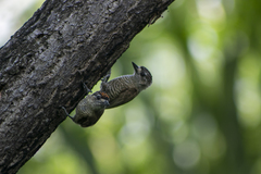 Picumnus exilis pernambucensis