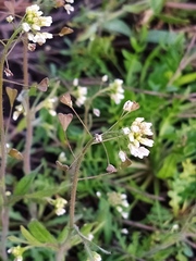 Capsella bursa-pastoris