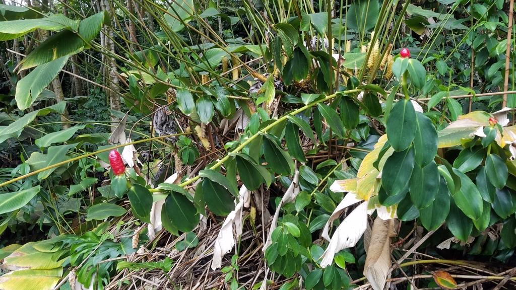 Costus woodsonii, Pāhoa, HI 96778, USA