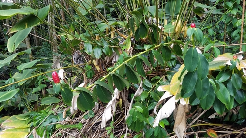 Costus woodsonii