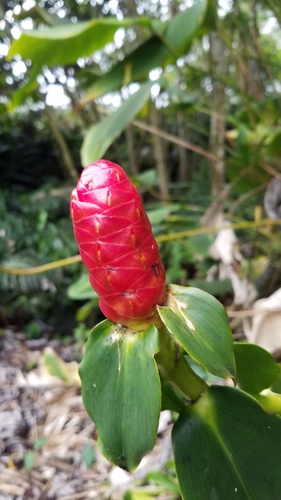 Costus woodsonii