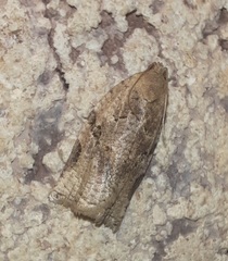 Archips grisea