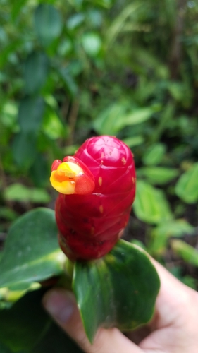 Costus woodsonii