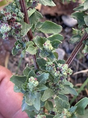 Chenopodiastrum murale